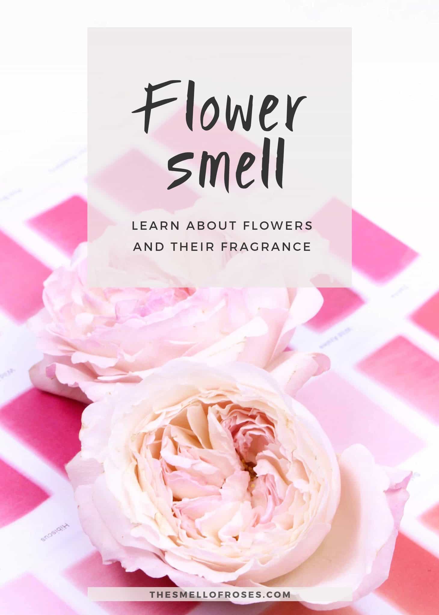 Flower Scent Logo