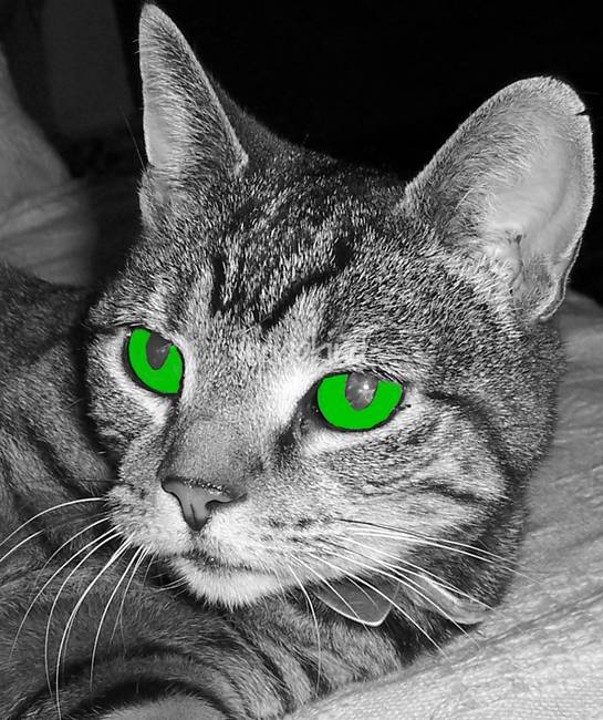 Black and White with Green Eye Logo LogoDix