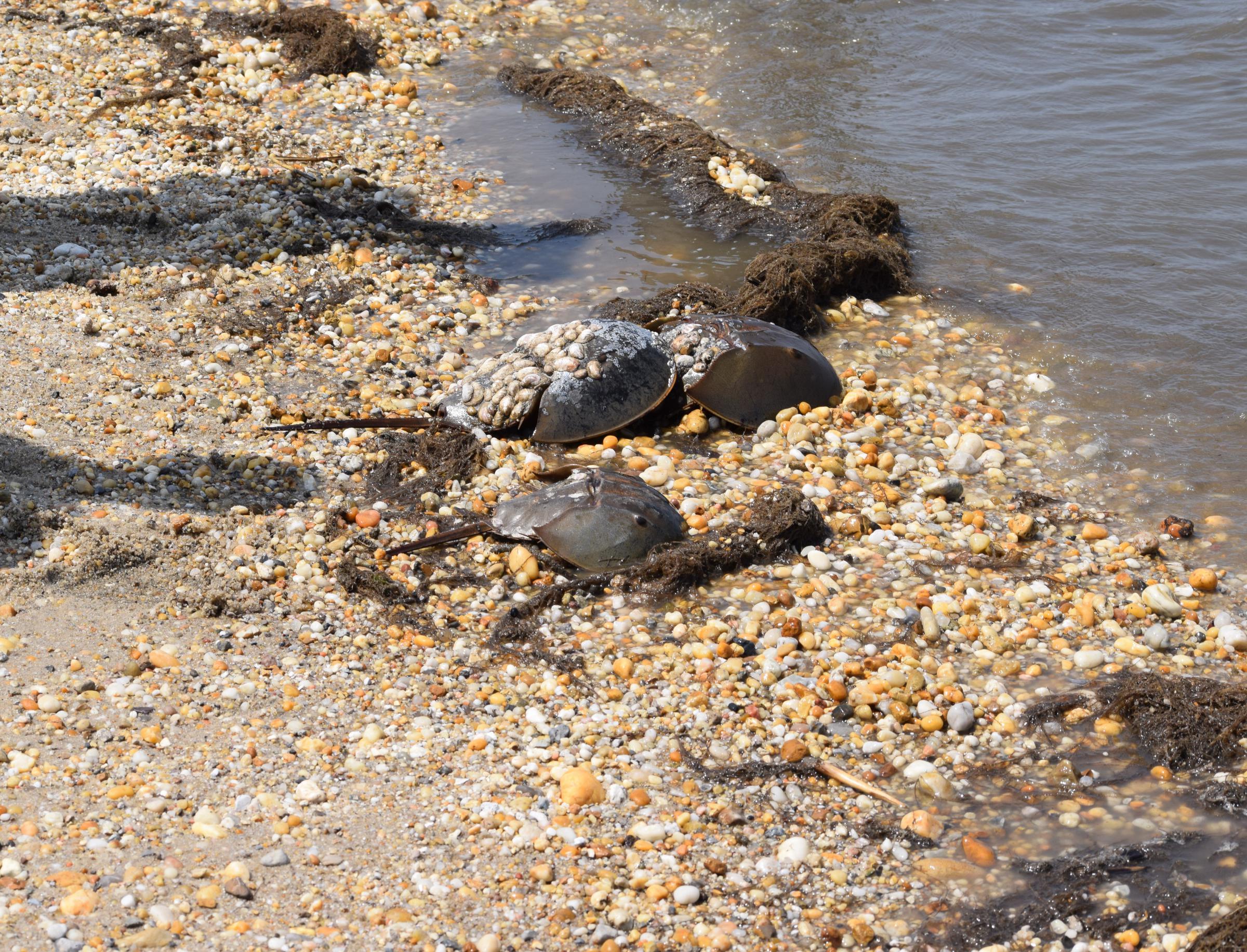 Upside Down Horseshoe Symbol Horseshoe Crab, upsidedown Paulo O