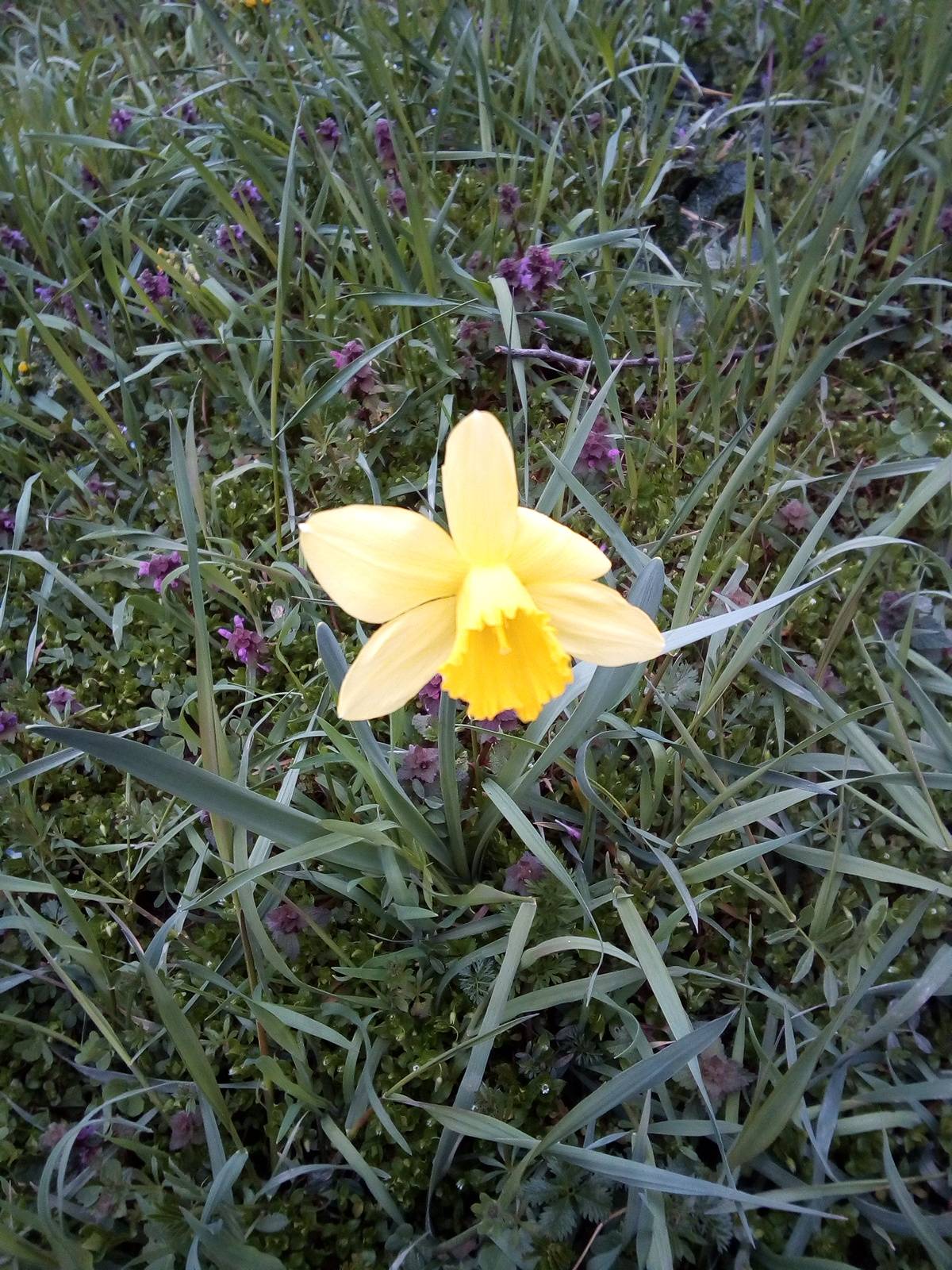 Yellow Flower Shaped Logo