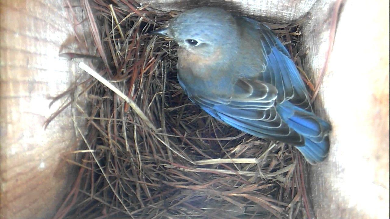 Blue Bird Nest Logo LogoDix