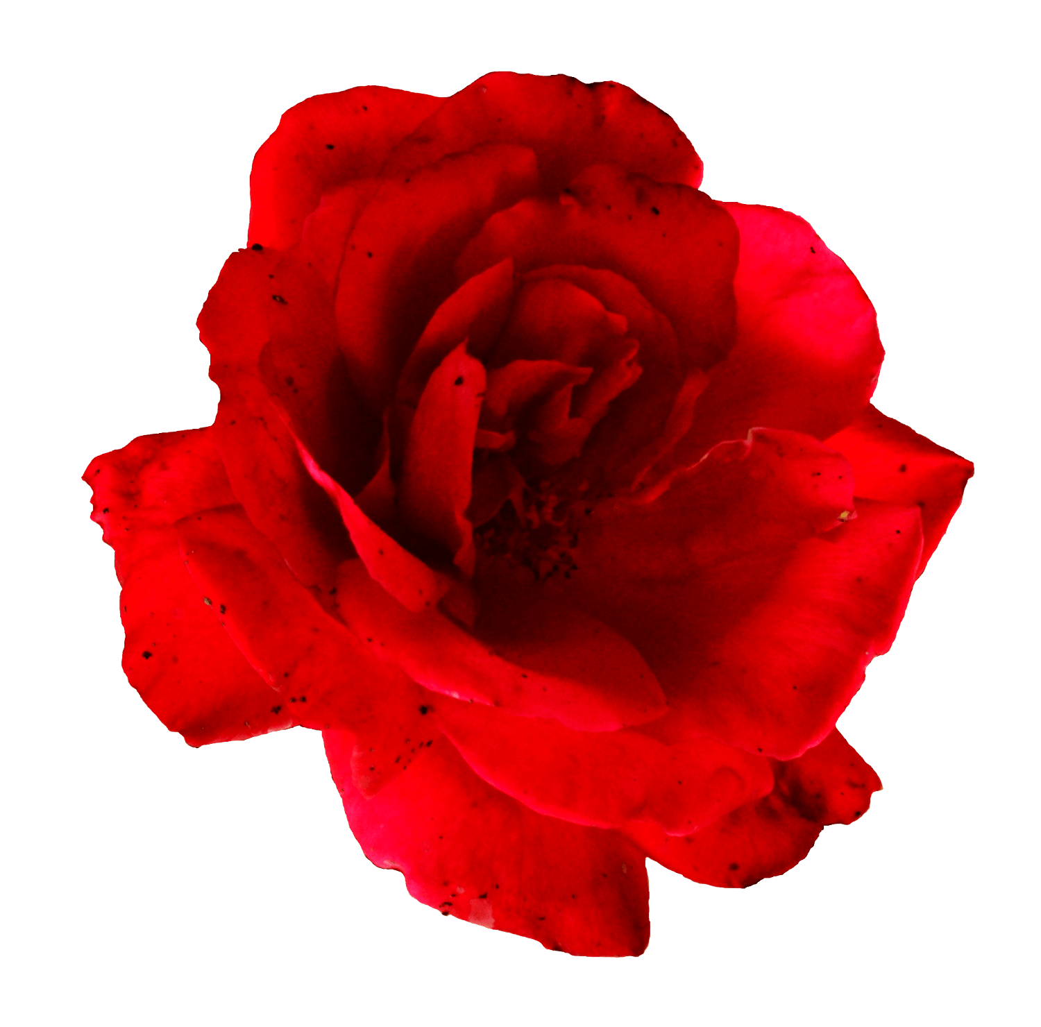 5 Petals Flower with Red Logo