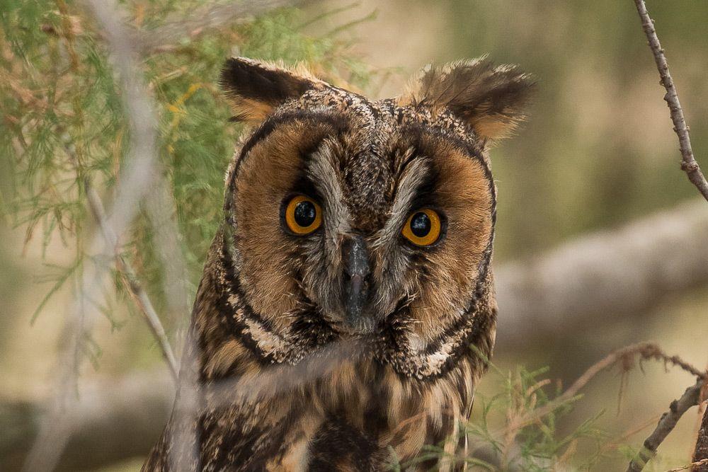 Fear Owl Eye Logo LogoDix