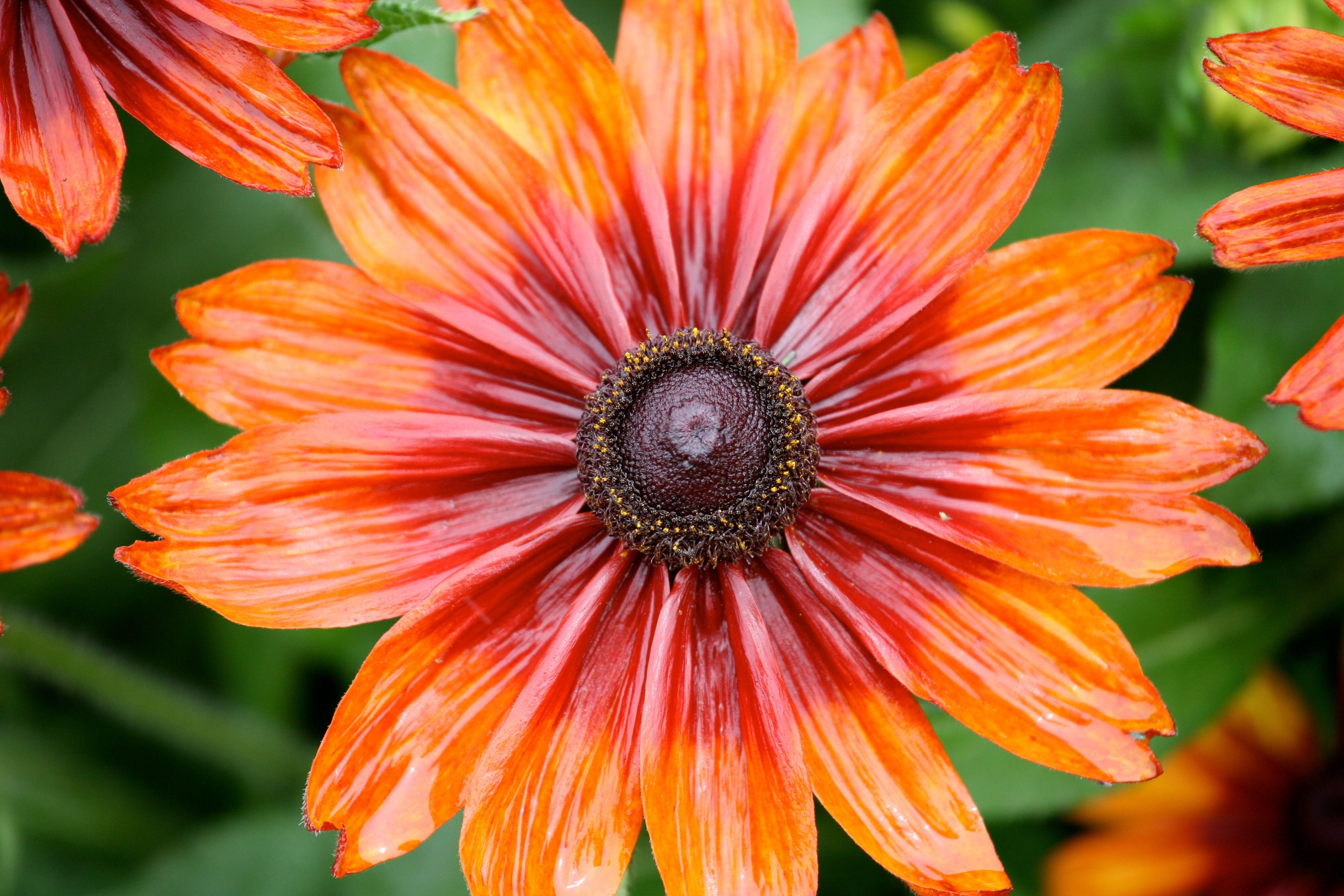 Orange and Red Flower Logo LogoDix
