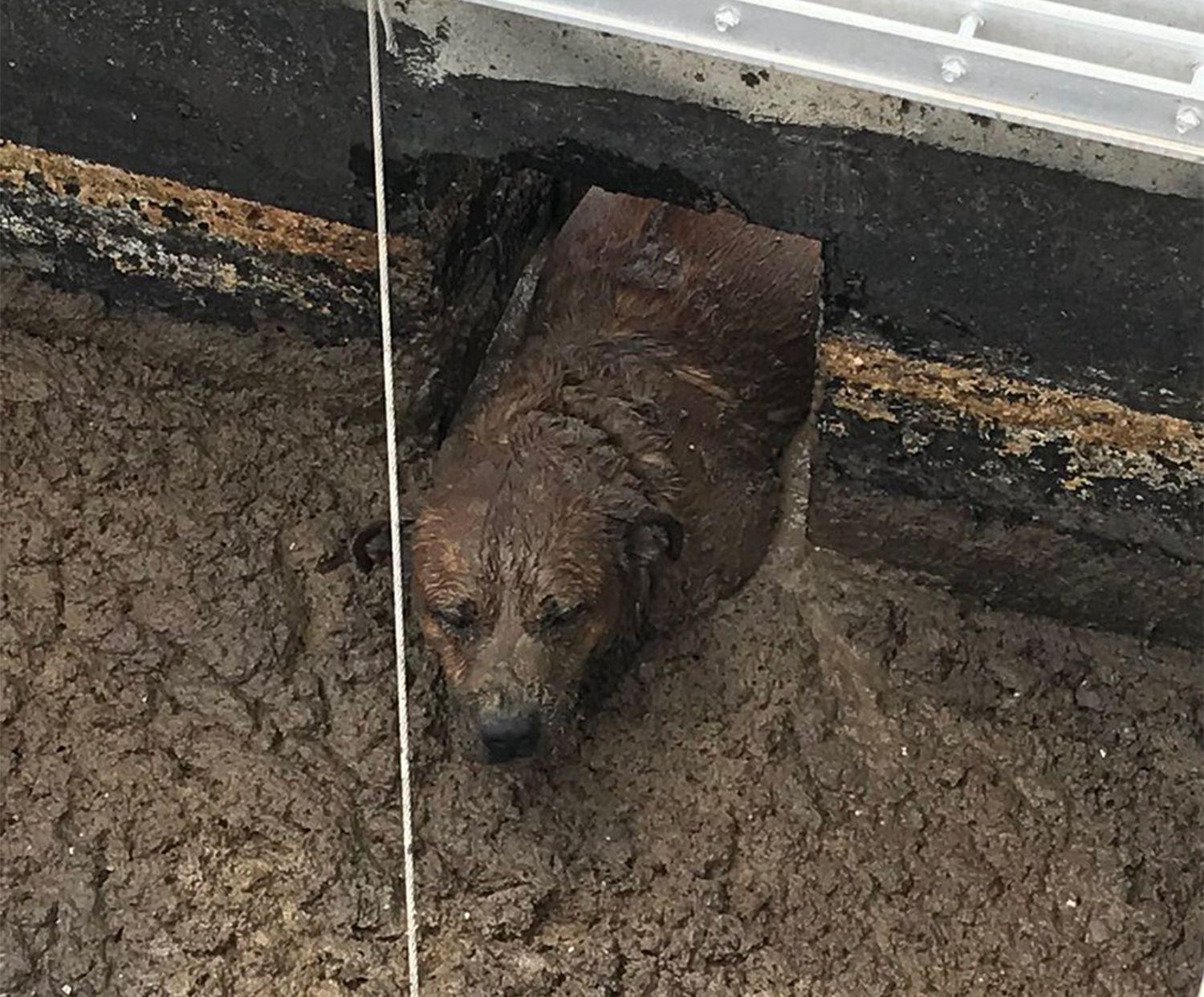 Dog Paws On Fire Logo