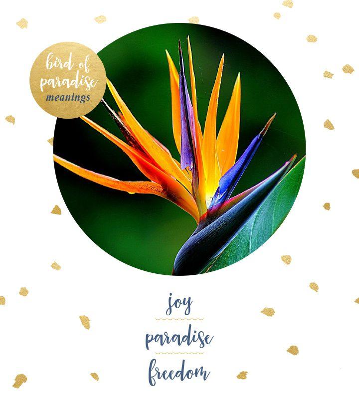 Bird of Paradise Flower Logo LogoDix