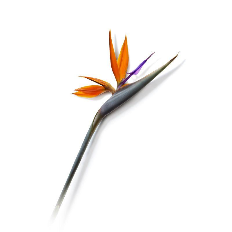 Bird of Paradise Flower Logo LogoDix