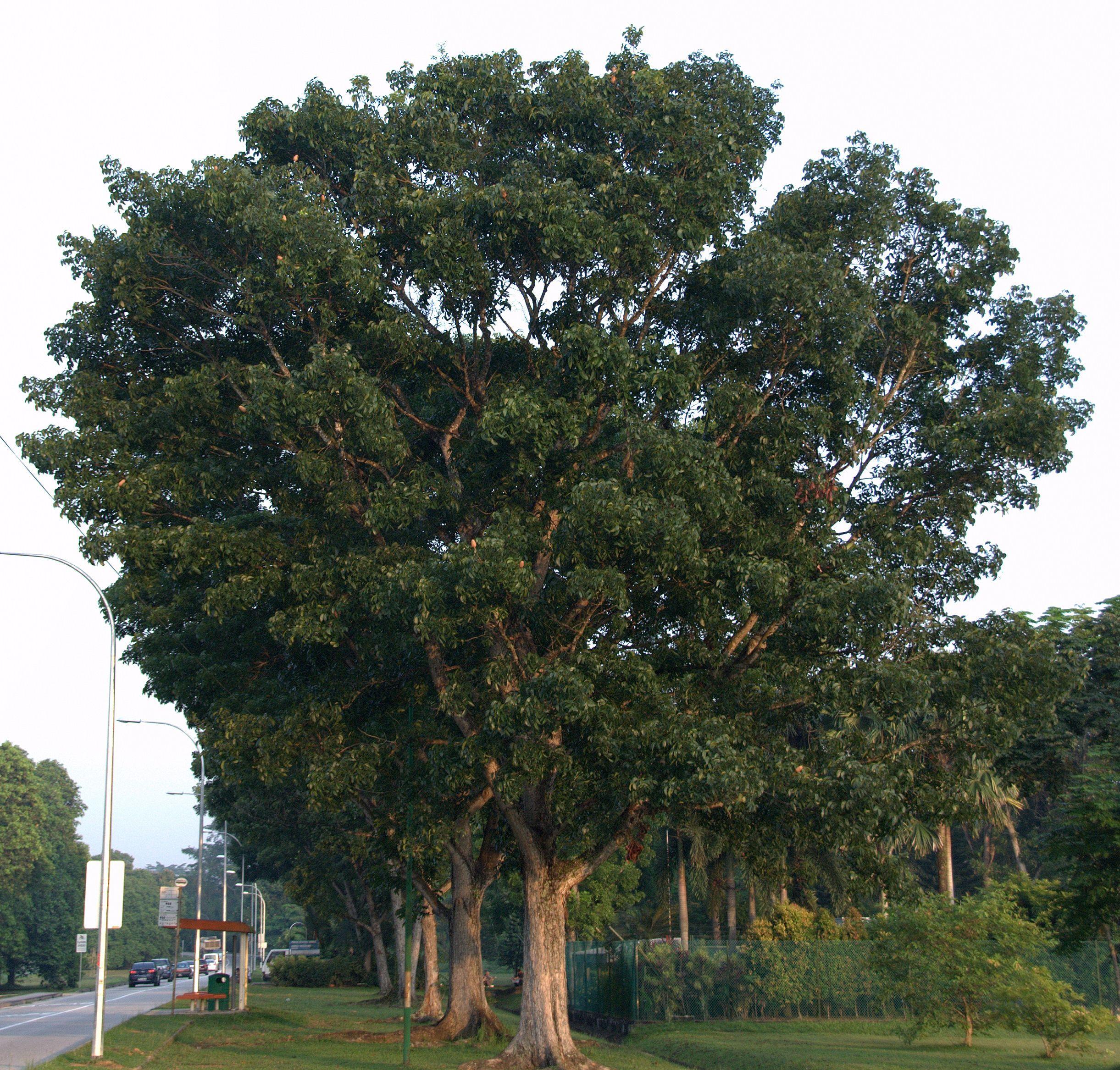 Mahogany Leaf Logo LogoDix