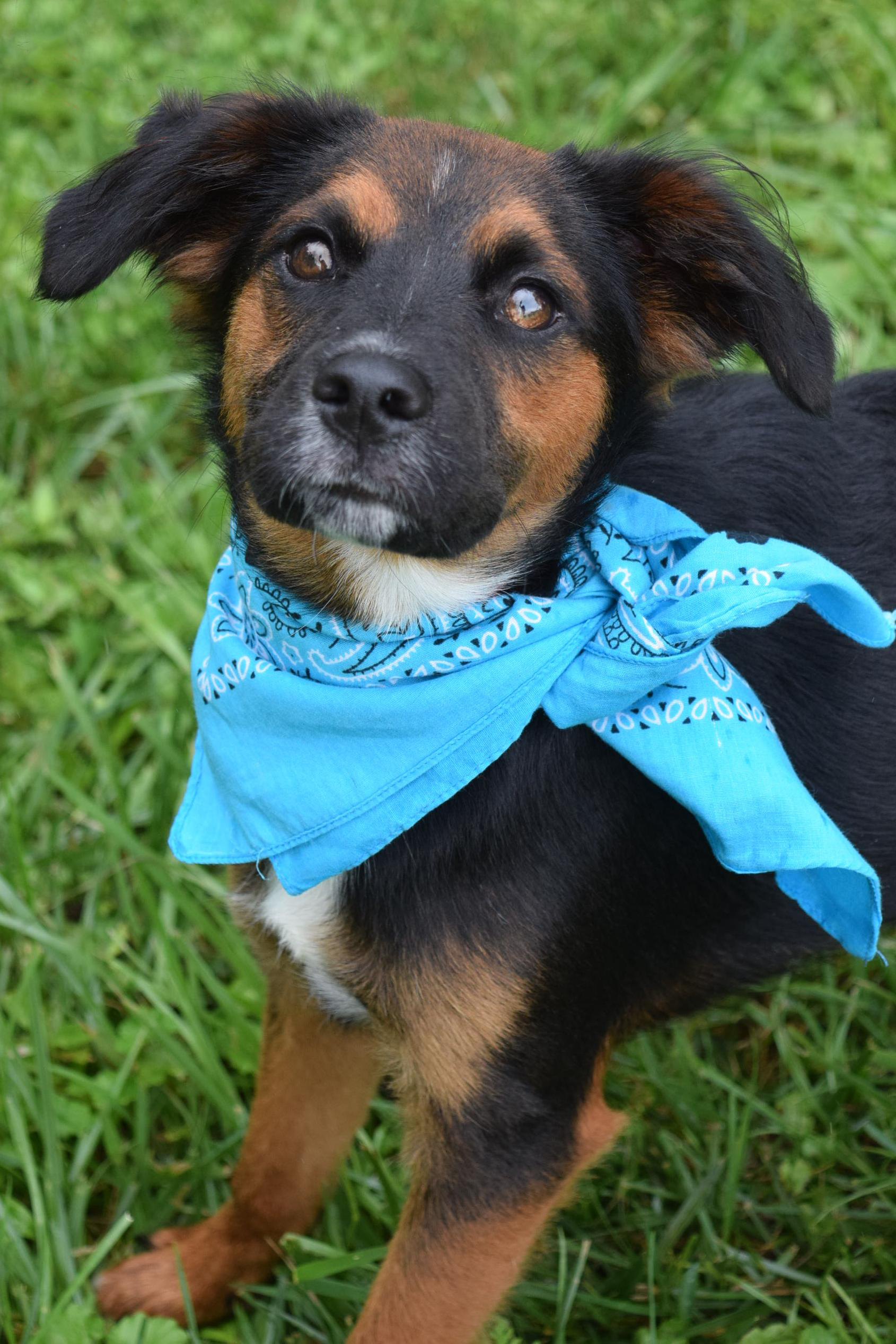 Almost Home Dog Rescue NC