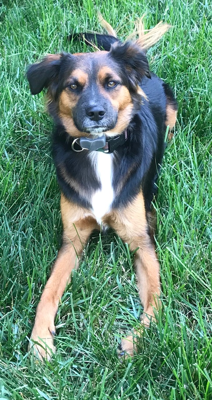 Almost Home Dog Rescue NC