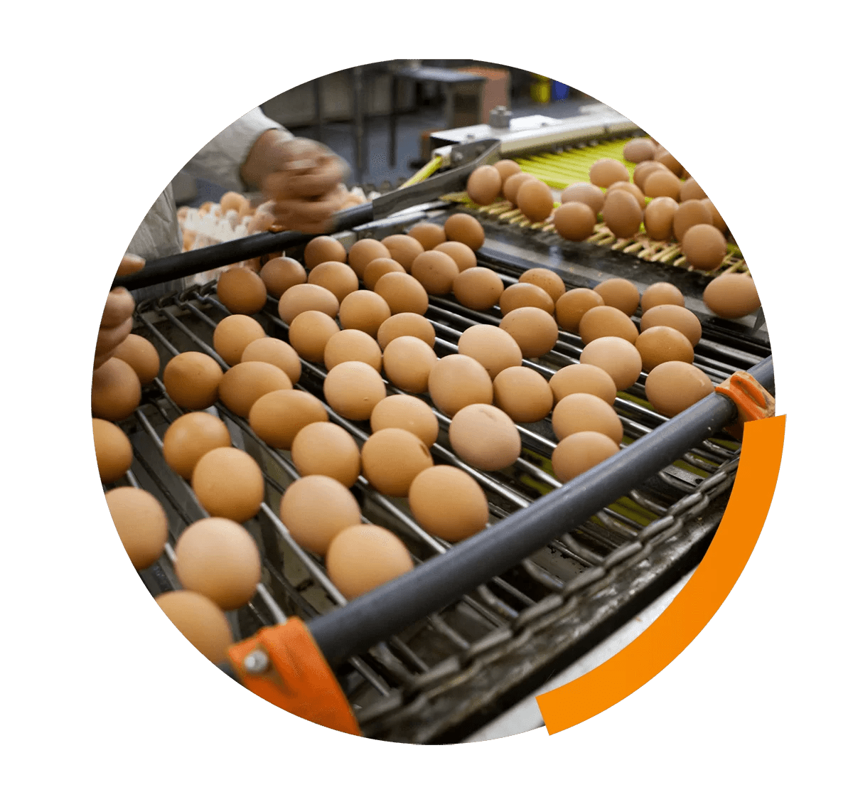 Welfare aspects in egg production Lohmann Breeders