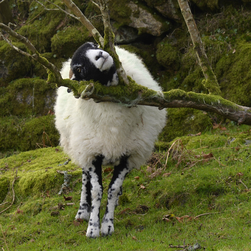 Bench Tor and Venford Reservoir Lois Wakeman