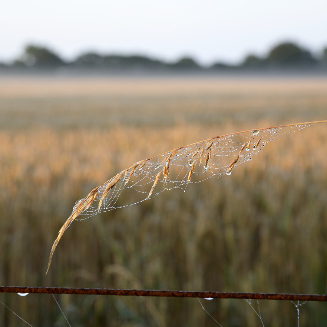 Couch grass Lois Wakeman