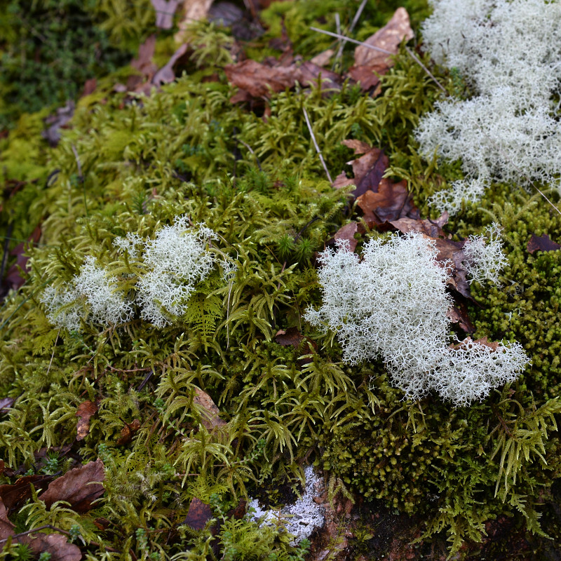 Bench Tor and Venford Reservoir Lois Wakeman