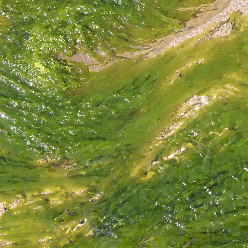 Green ribbonweed Lois Wakeman