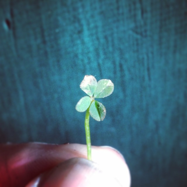 Lucky Spring Feather By Feather