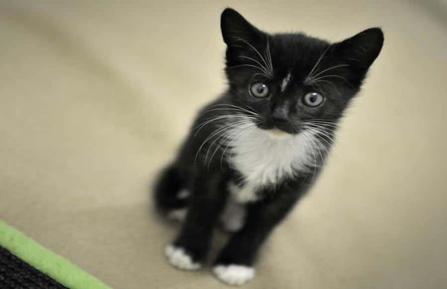 Mit Klebeband verschlossener Karton Kleine Katze im Wald 'weggeworfen'
