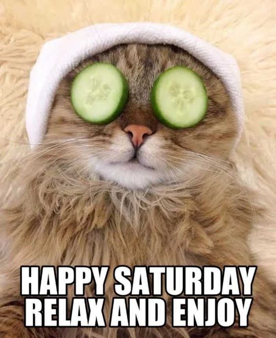 The Best Saturday Memes for Weekend Fun Lola Lambchops