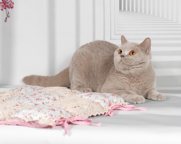 The 12 British Shorthair Cat Colors & Patterns Explained LOL Cats