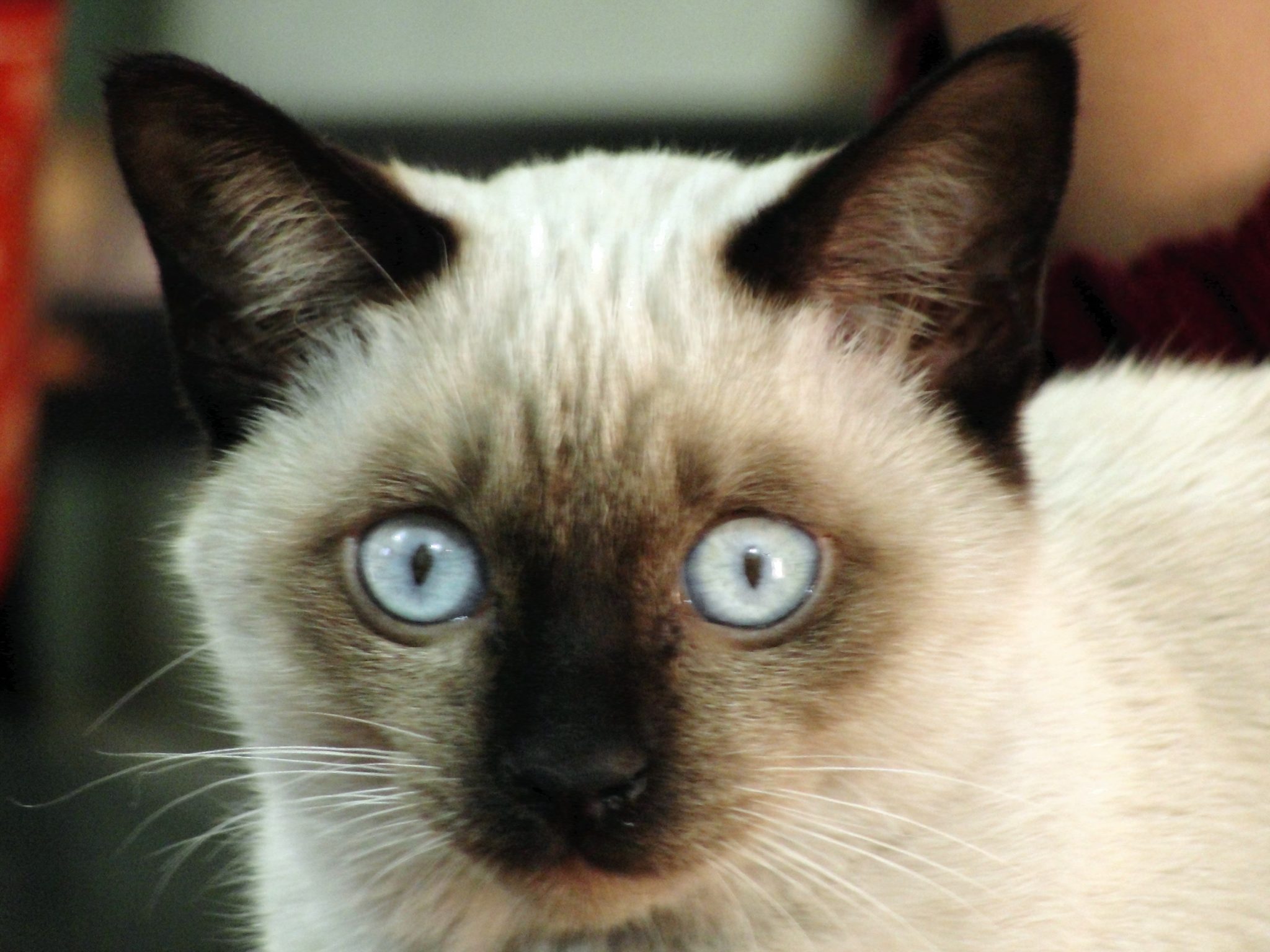 The 8 Types Of Siamese Cats And Their Colors (With Pictures) LOL Cats