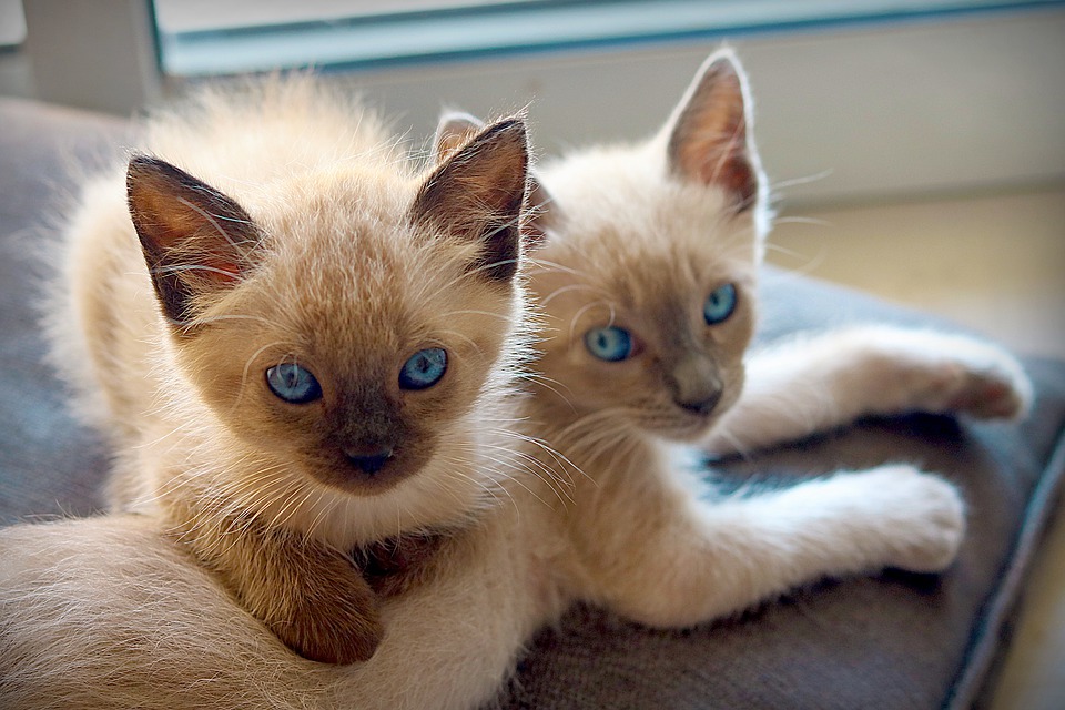 13 Popular Siamese Cat Colors LOL Cats