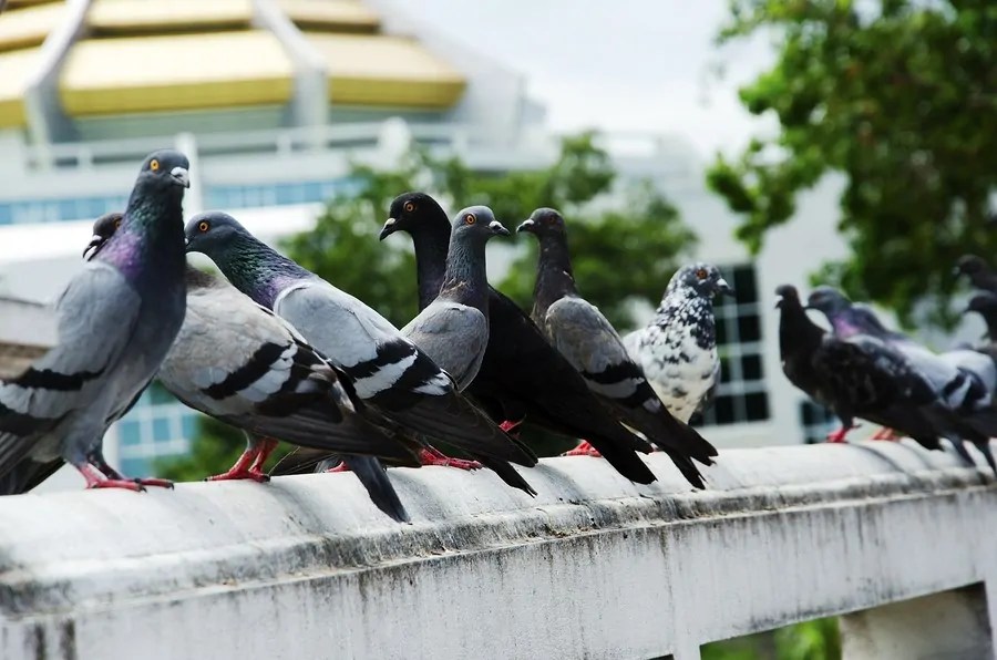 MindBending Tips and Techniques in Training Racing Pigeons