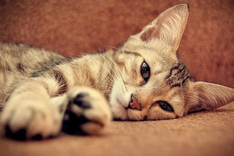 Grooming Bengal Cats