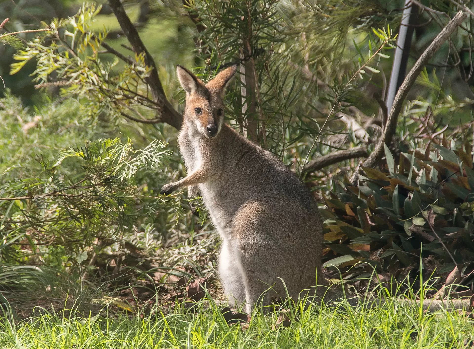 How to Purchase Wallaroos?