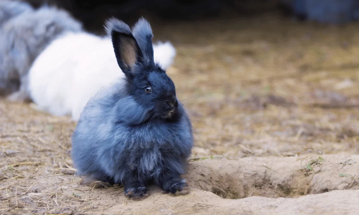 Medical Facts about Angora Rabbits That Will Surprise You