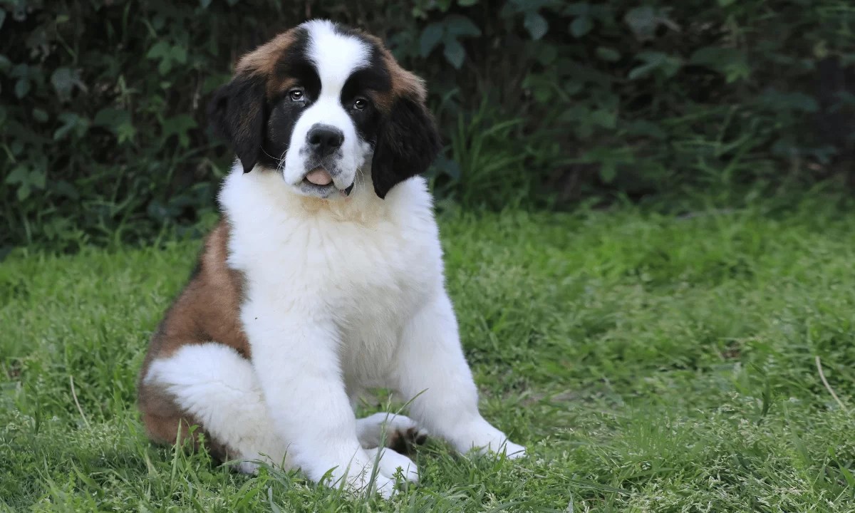 Pros and Cons of Raising a Saint Bernard Dog