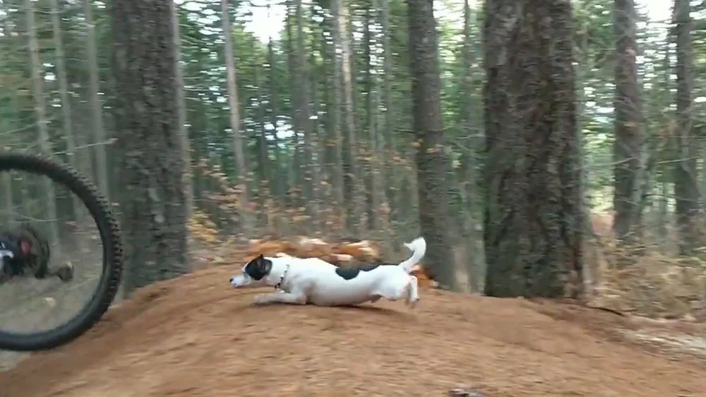 Best puppy dog scrub ever! 9 pounds of trail slaying doggy! Lolo Racks