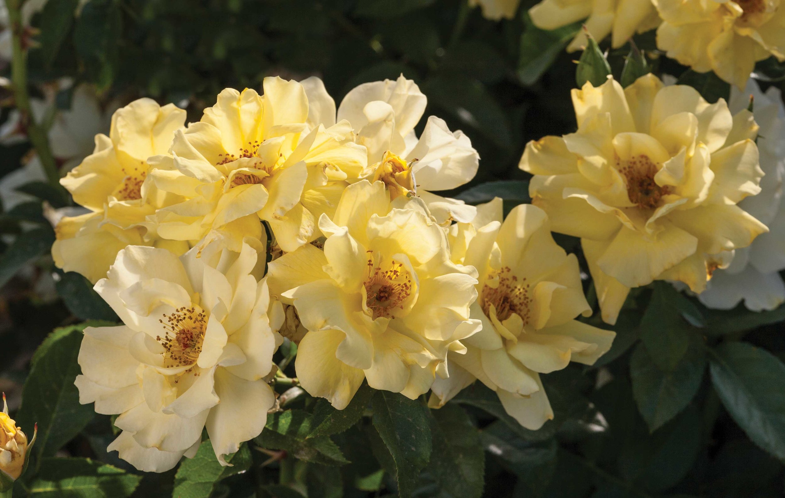 Our Rose Selection Drift Roses Loma Vista Nursery
