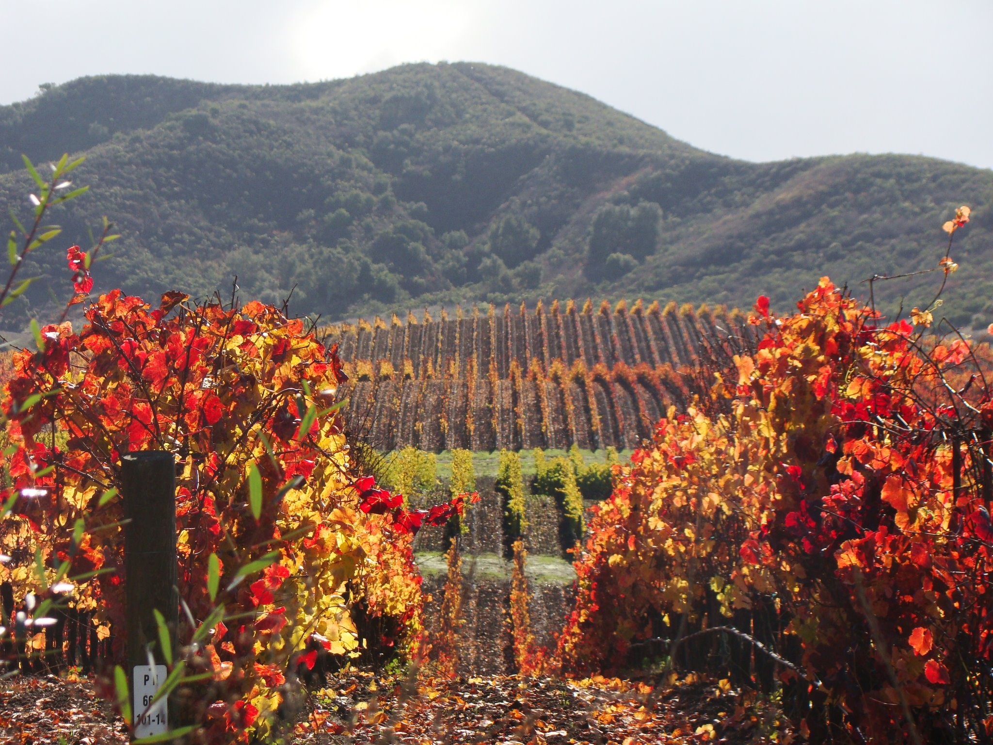 Sta Rita Hills AVA Winery Custom Crush Case Storage