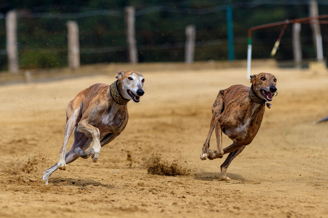 Racing into History The Legacy of London's Final Greyhound Racing