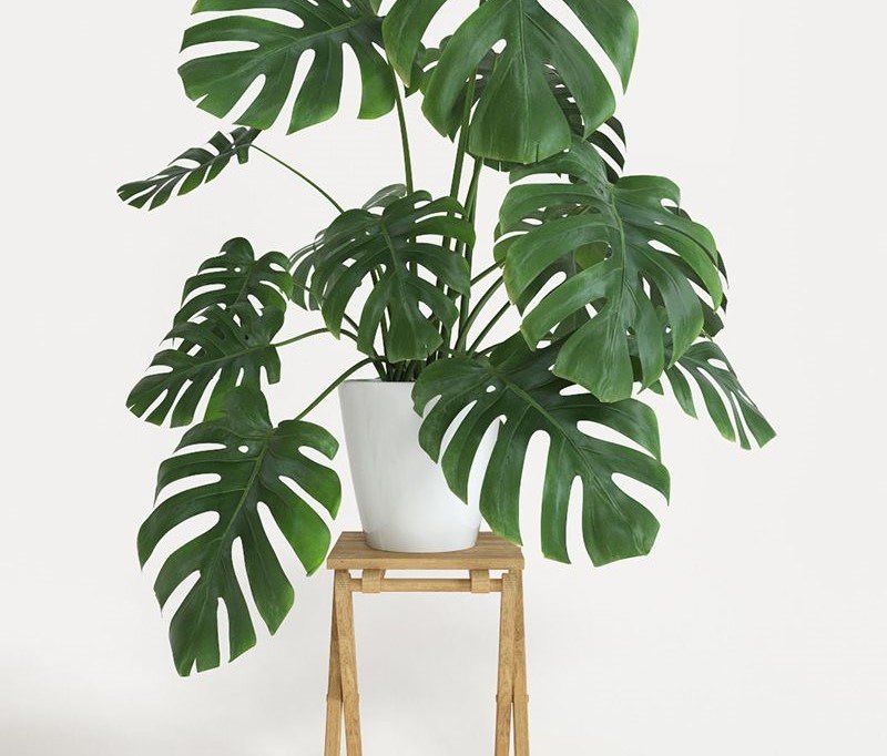 Top 5 Places To Buy Cheap Plants In London