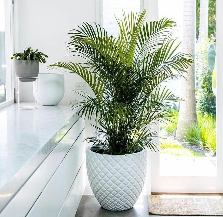 Top 5 Places To Buy Cheap Plants In London