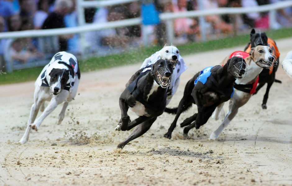 Millions of Brits still enjoy greyhound racing London Business News