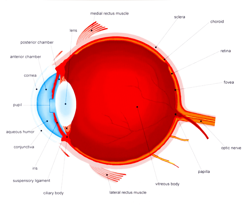 Anatomy of the eye London Ophthalmology Centre eye care