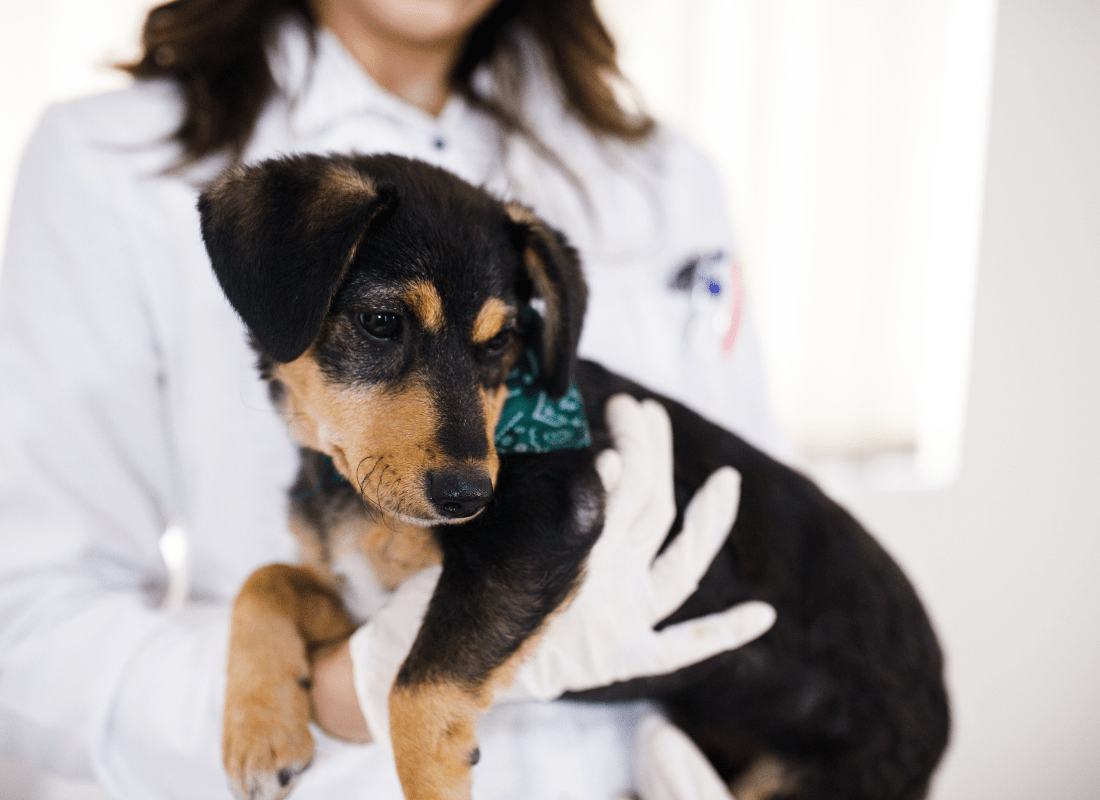 Pet Endoscopy In Visalia, CA 93292 Lone Oak Veterinary Clinic