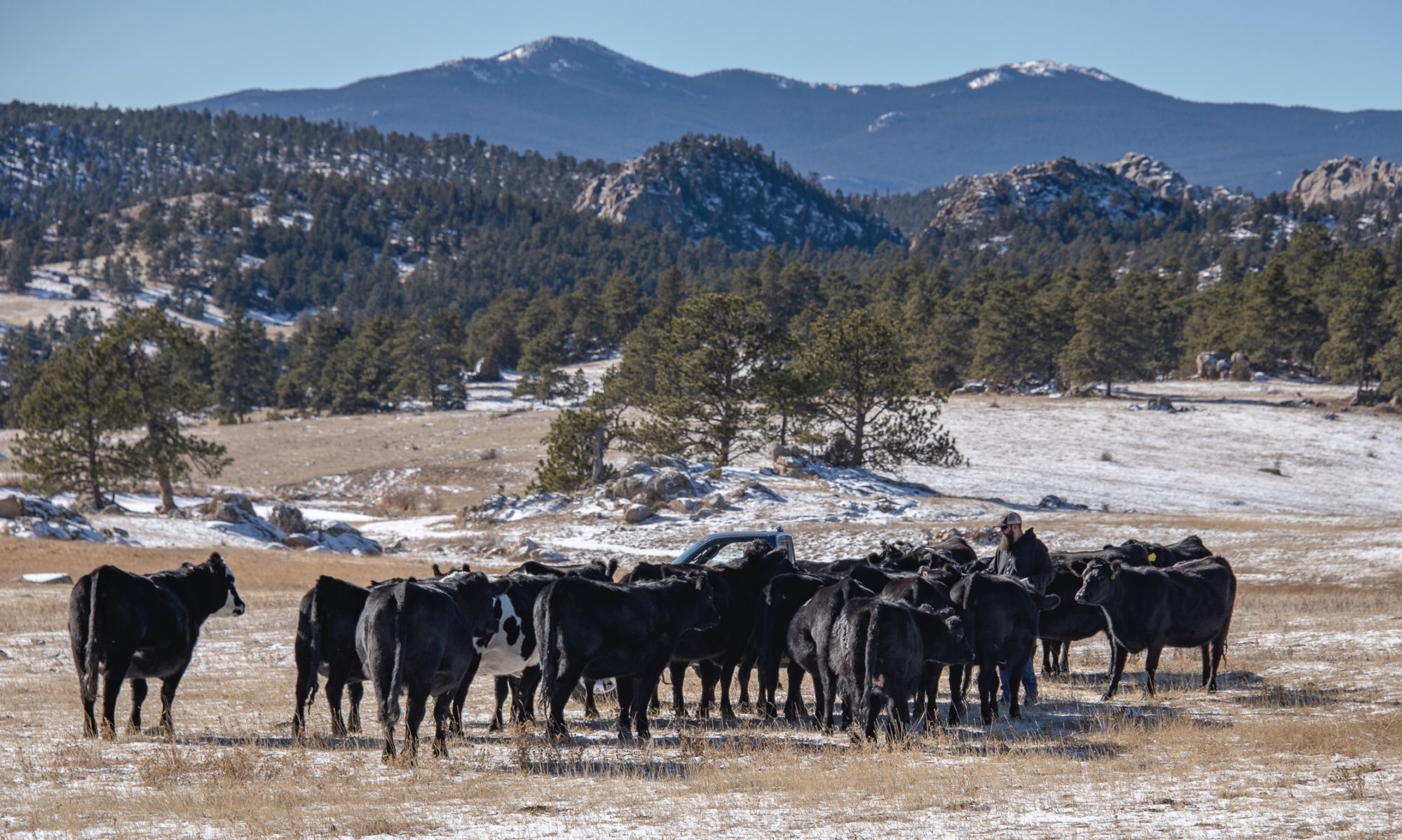 Lone Pine Cattle Company Family owned and operated grass fed beef in
