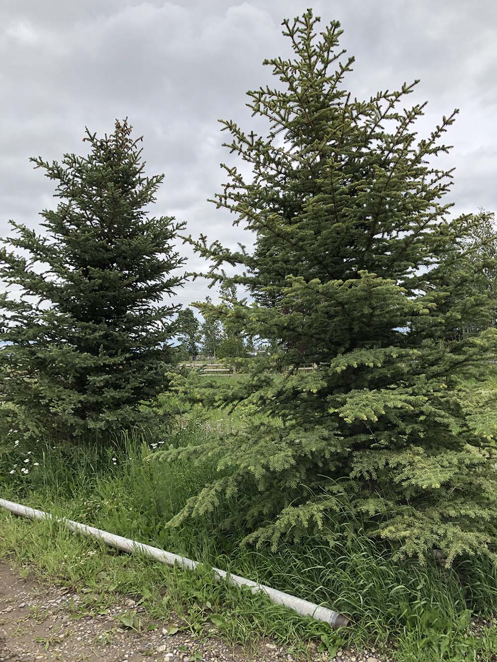 Wholesale Trees Lone Pine Landscaping