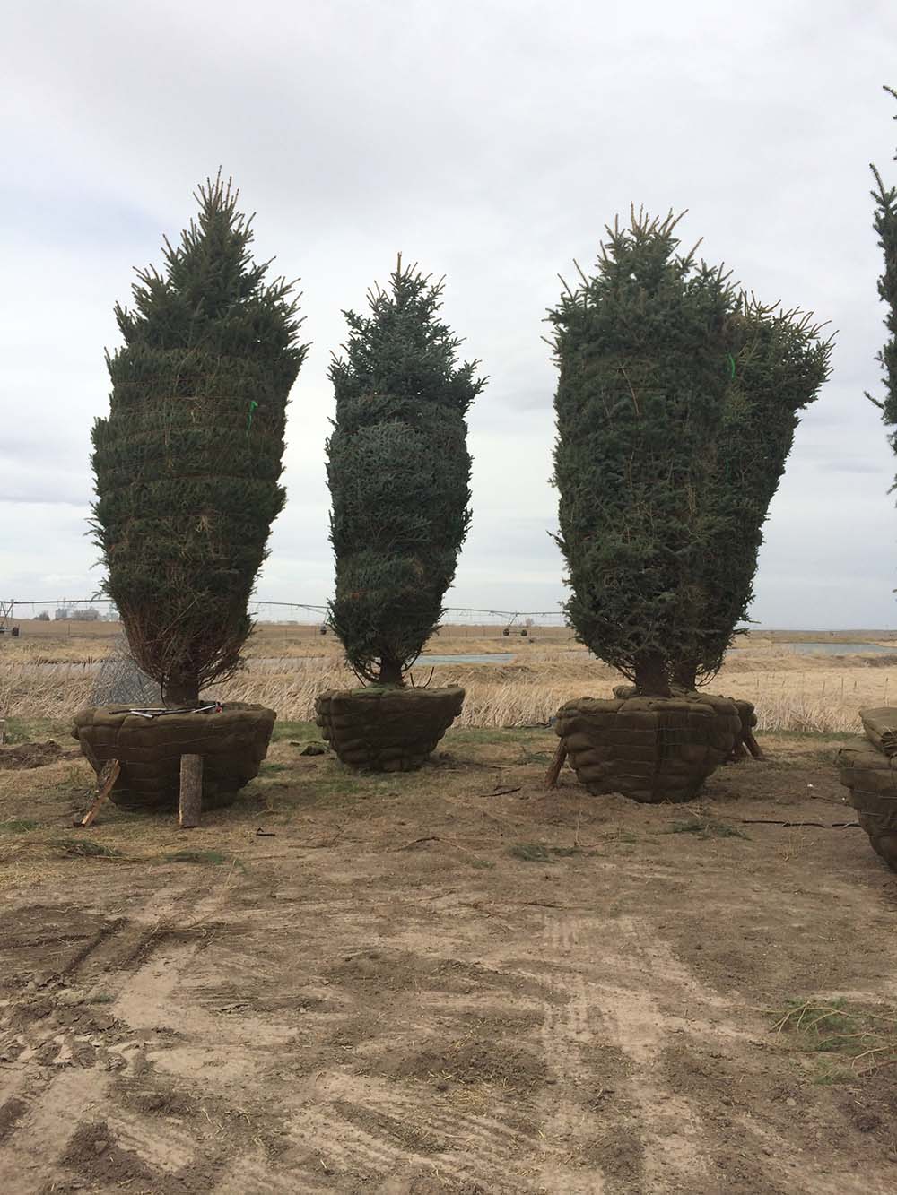 Wholesale Trees Lone Pine Landscaping