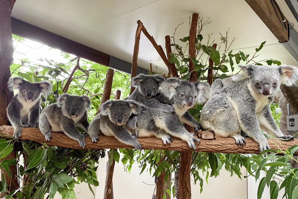 Lone Pine Koala Sanctuary Discover Brisbane’s Koala Sanctuary