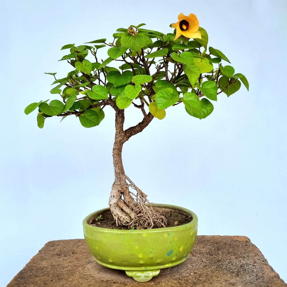 Sea Hibiscus Bonsai Tree (Flowering) Lones Bonsai