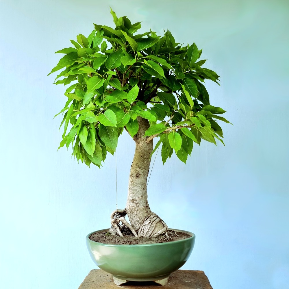 Ficus Virens aka Pilkhan Bonsai Tree Lones Bonsai