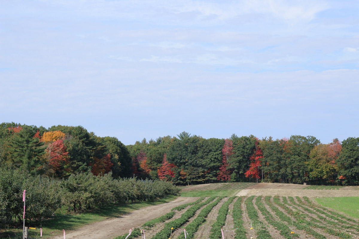 Travel Guide to Kennebunkport, Maine Lone Star Looking Glass