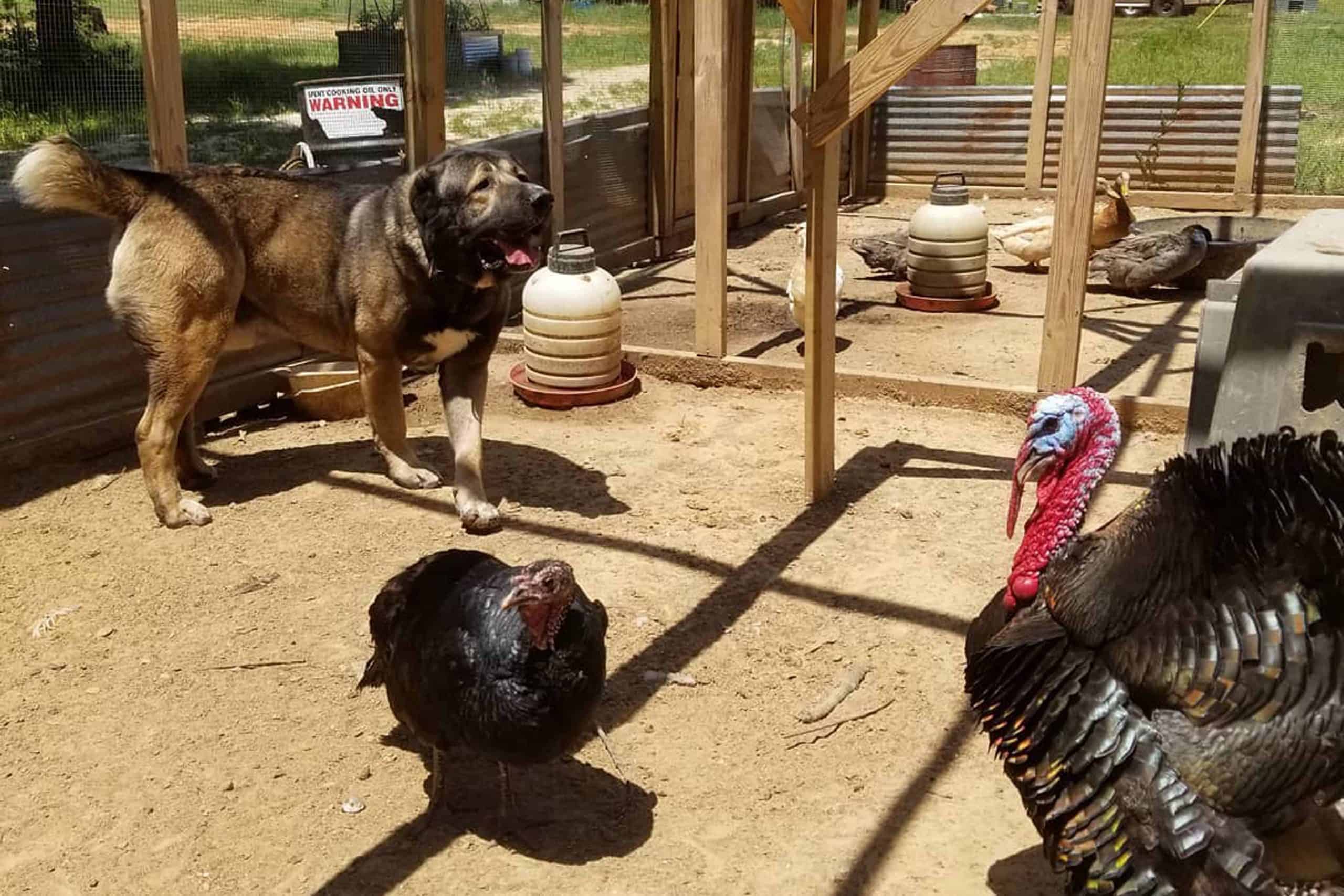 TurkeyExposure Lone Star Mastiffs