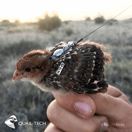 Episode 651 Spear Hunting Mature Whitetails & Bobwhite Quail Research