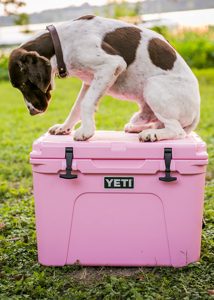 introducing the pink yeti – a lonestar state of southern