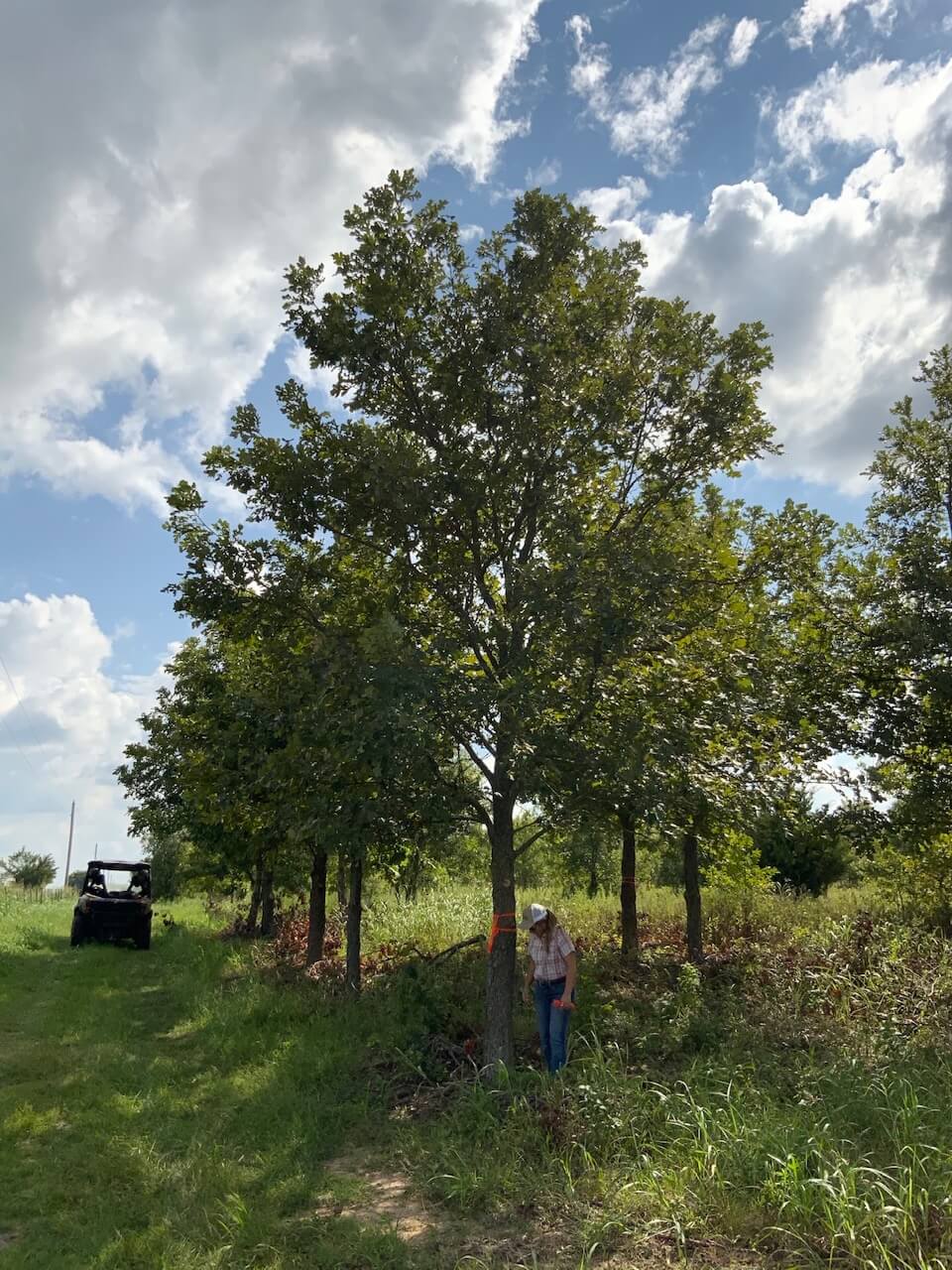 Gallery Lone Star Trees